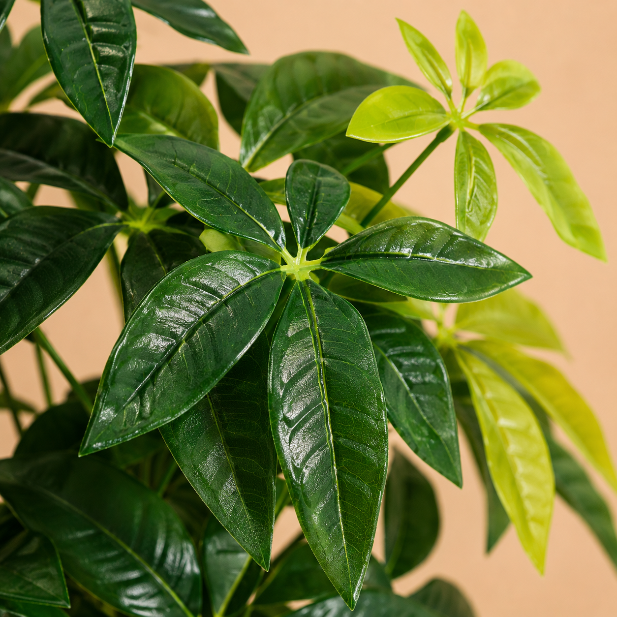 Pachira artificiel — 85 cm
