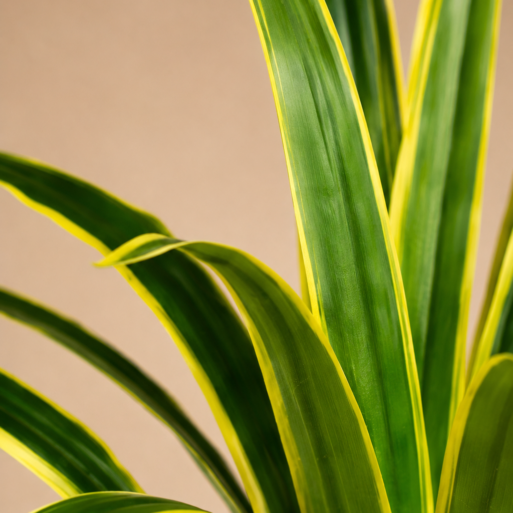 Dracaena artificiel — 60 cm, 18 Feuilles