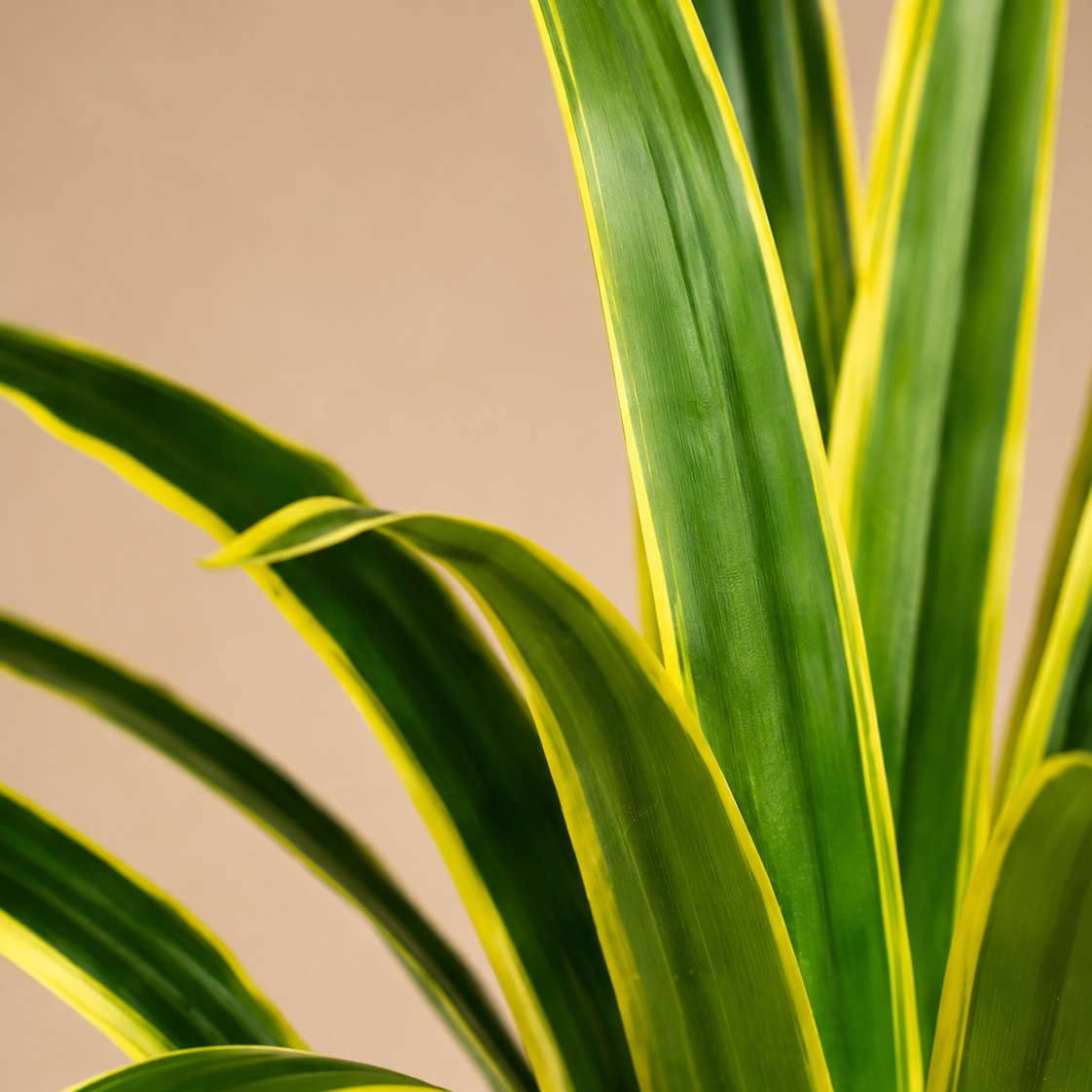 Dracaena artificiel — 60 cm, 18 Feuilles