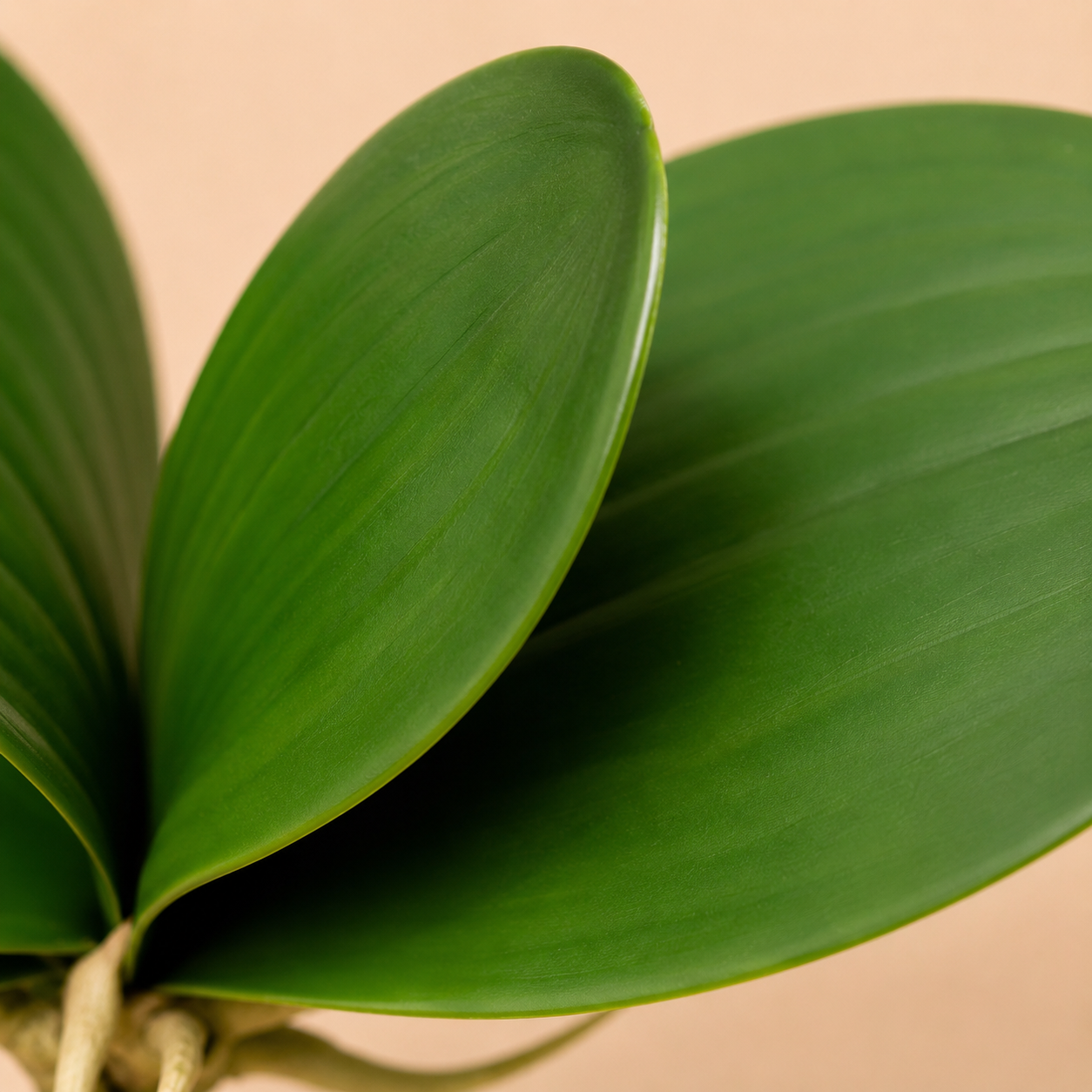 Phalaenopsis artificielle - 17 cm