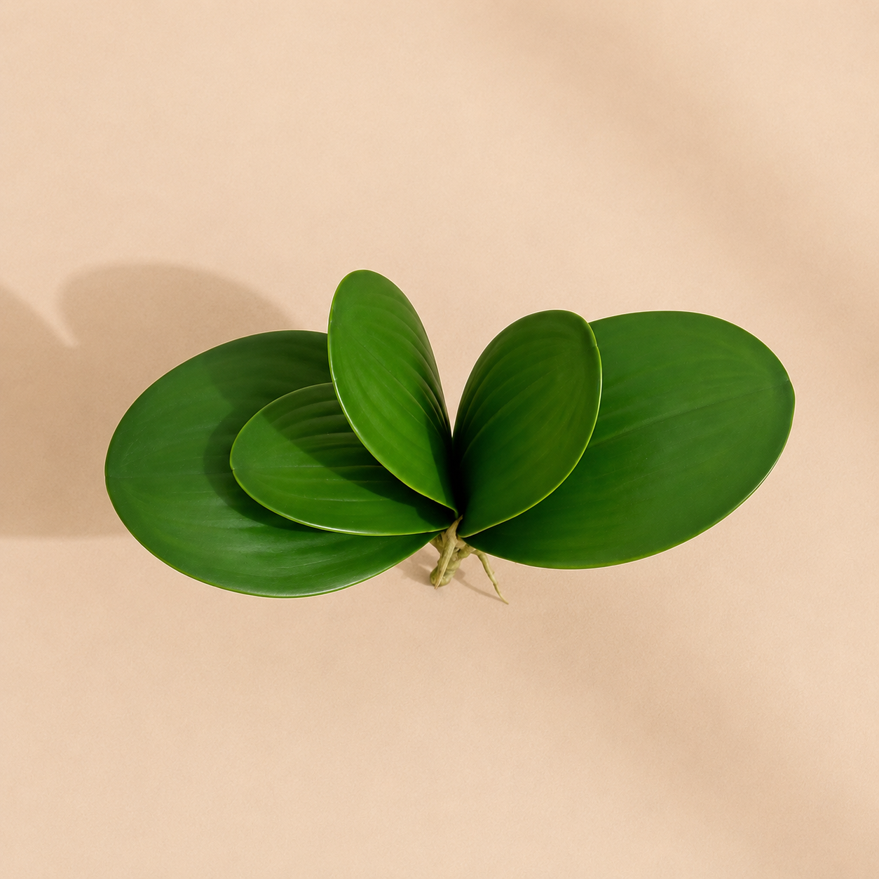 Phalaenopsis artificielle - 17 cm