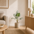 Monstera blanche — 70 cm