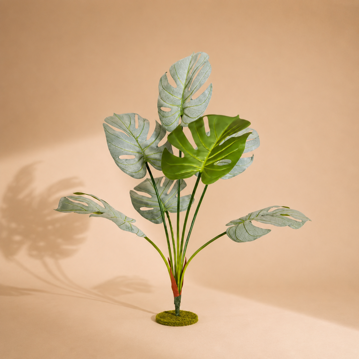 Monstera blanche — 70 cm
