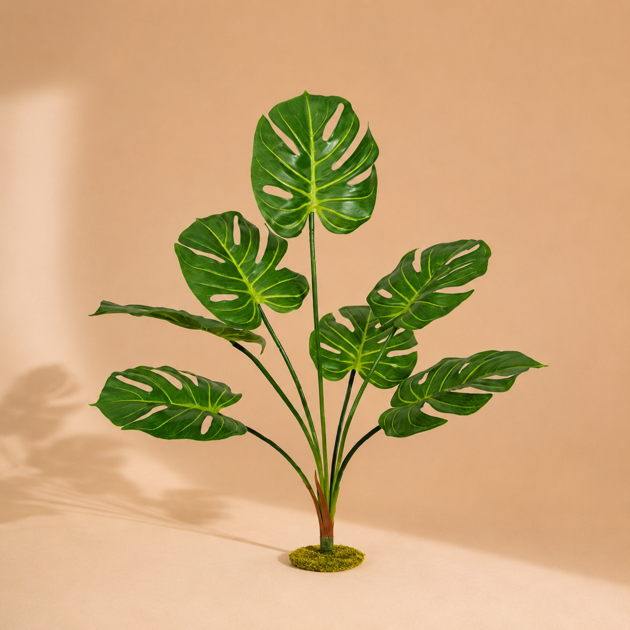 Monstera - 70 cm