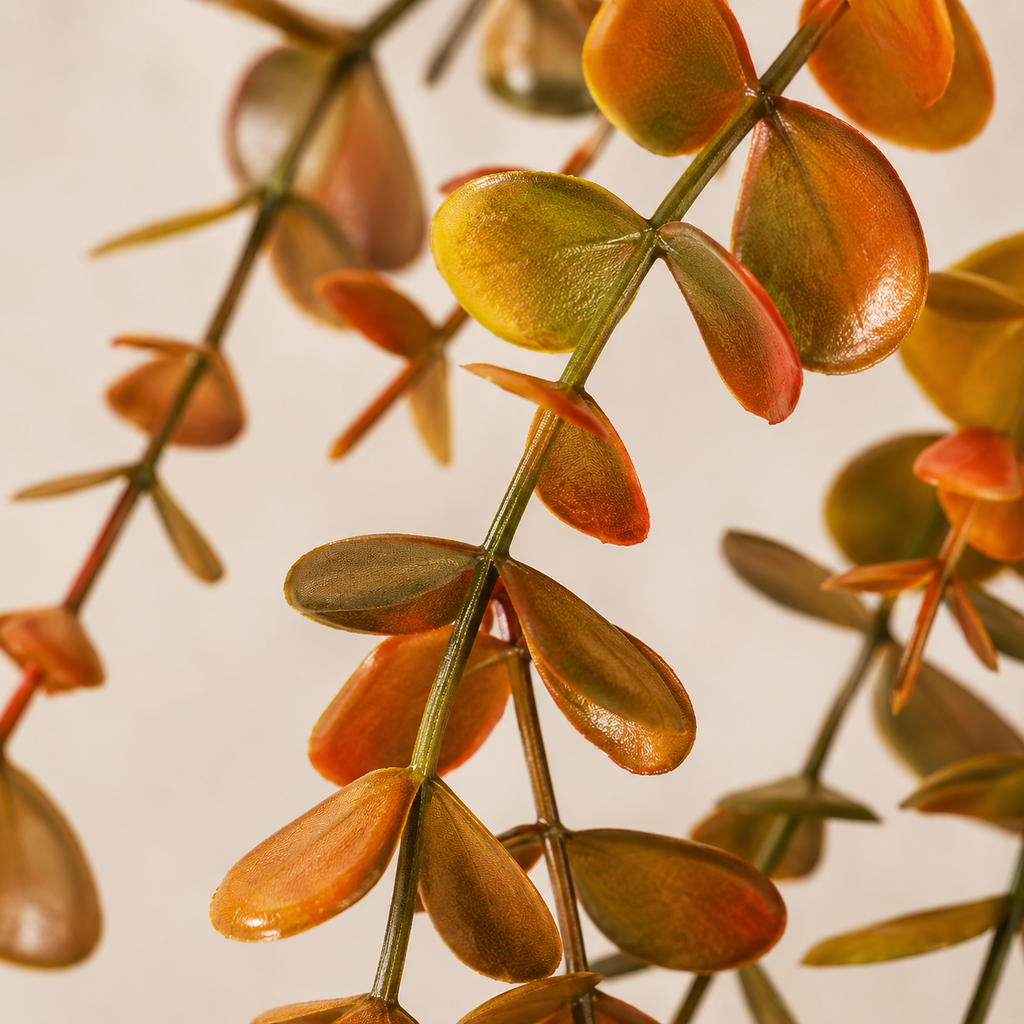 Eucalyptus rouge — 105 cm