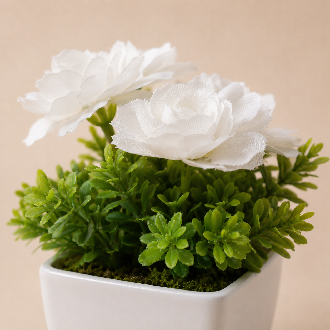Petites plantes en pot — 6 plantes