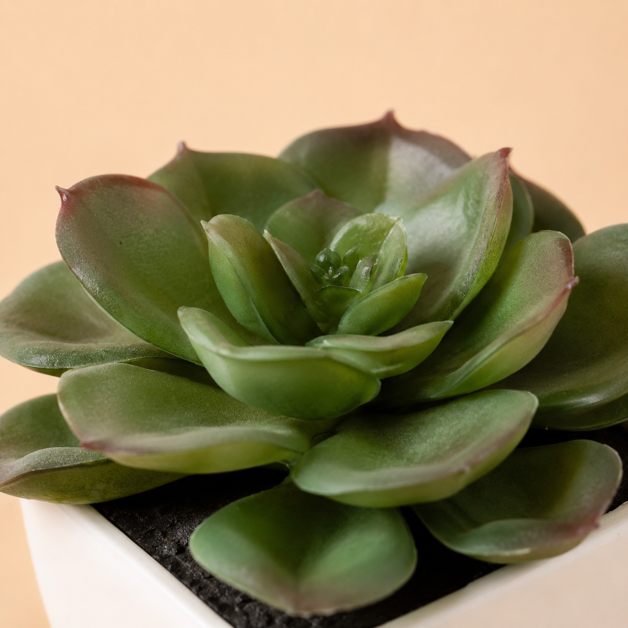 Petites plantes en pot — 6 plantes