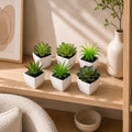 Petites plantes en pot — 6 plantes