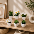 Petites plantes en pot — 6 plantes