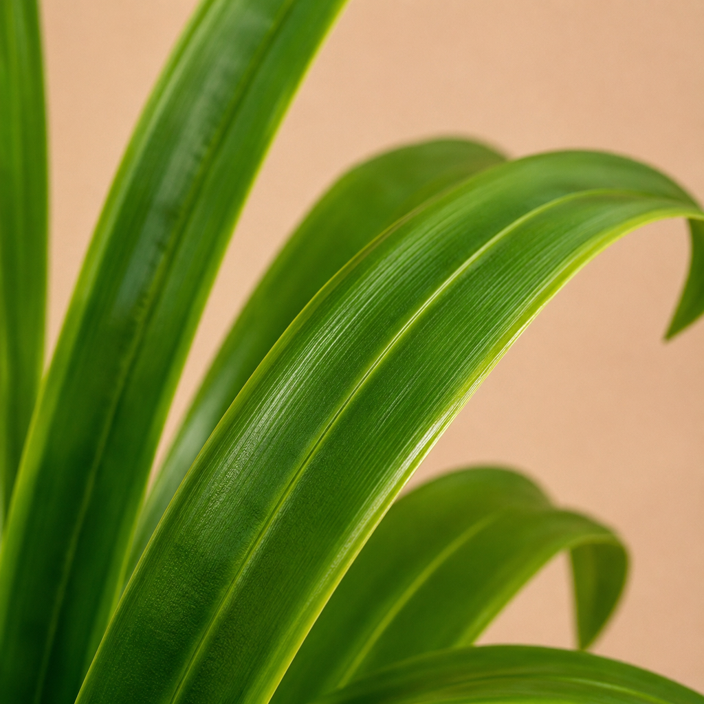 Dracaena artificiel — 60 cm, 18 Feuilles