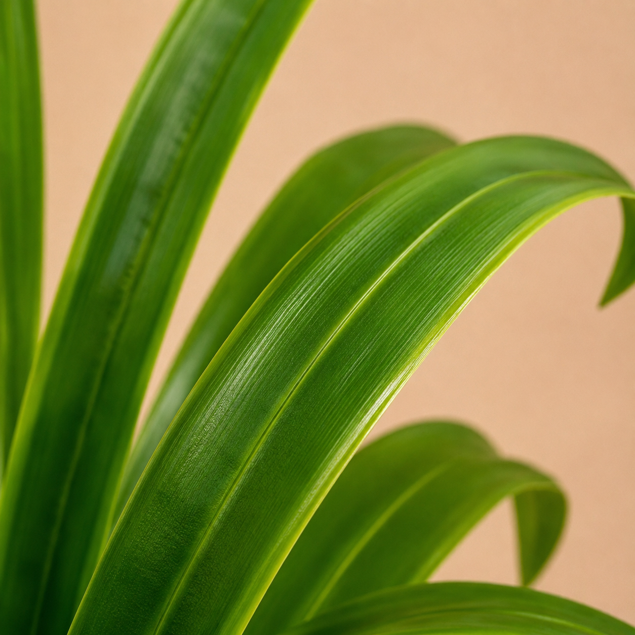 Dracaena artificiel — 60 cm, 18 Feuilles