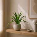 Dracaena artificiel — 60 cm, 18 Feuilles