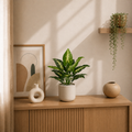 Syngonium artificiel — 40 cm, 12 feuilles